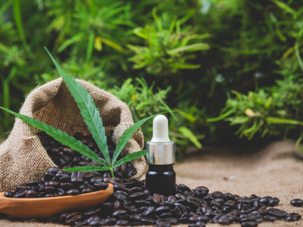 European cannabis genetics company