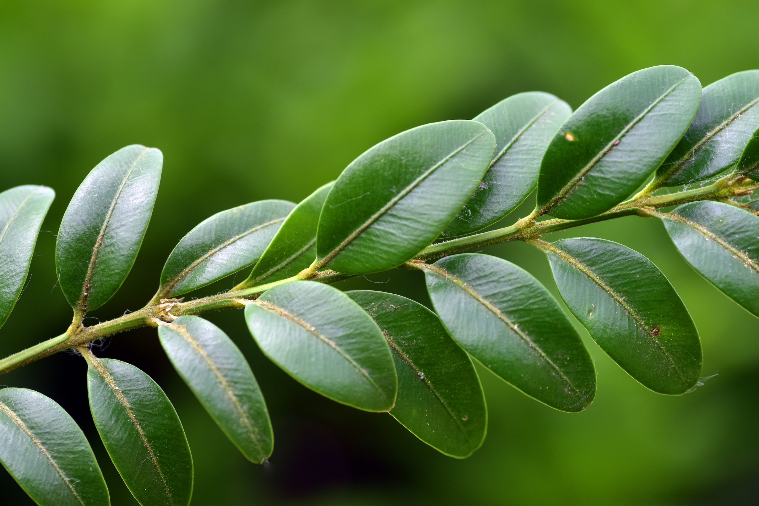 plantation investment Malaysia