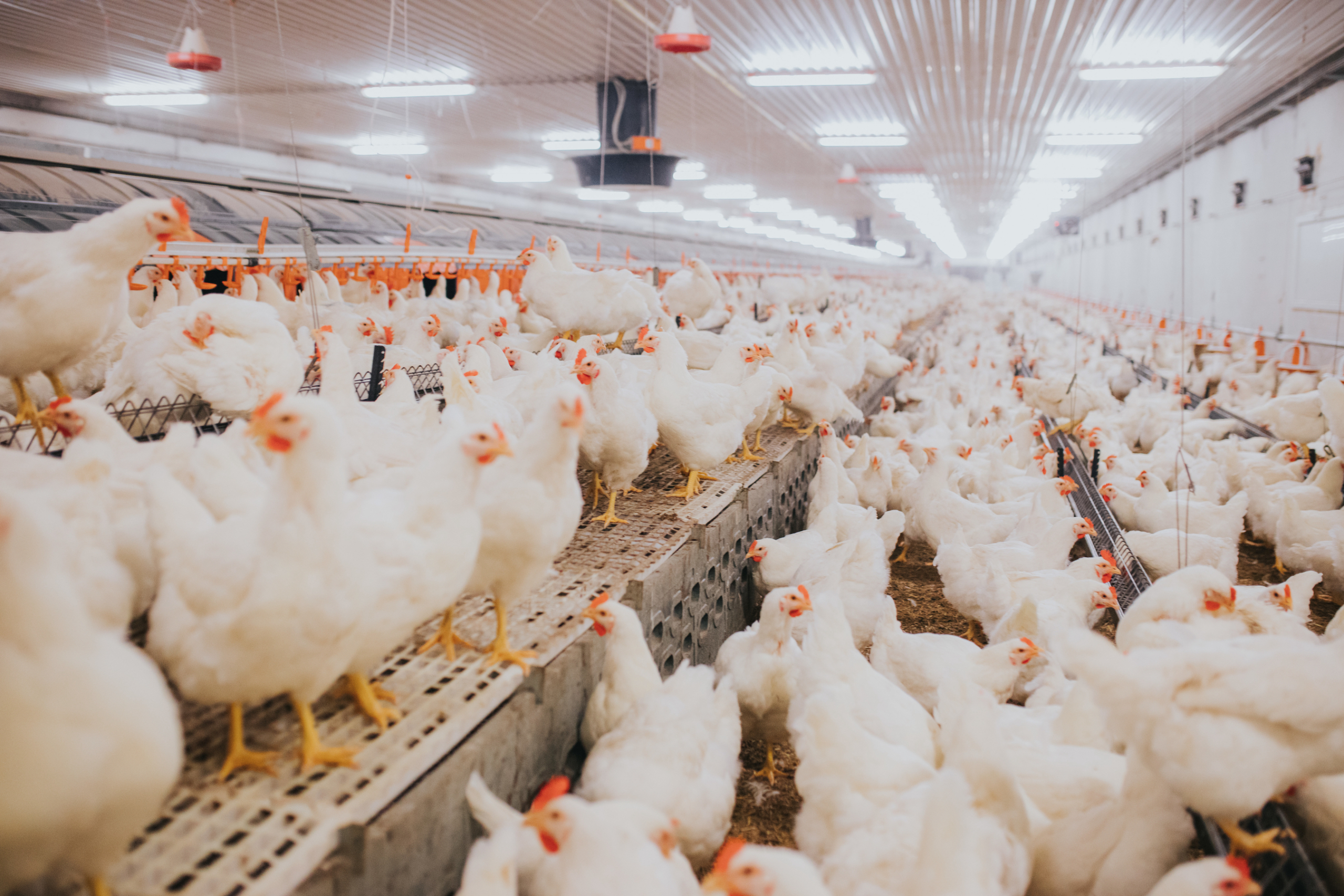 Poultry Company for Sale
